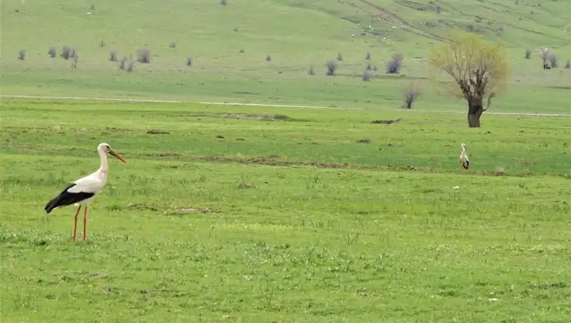 Leylekler Muş Ovası’na Dönerek Doğanın Dengesiyle Bizi Buluşturdu