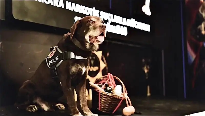 Emekli Narkotik Köpeği 'Toma': Onbir Yılın Hikayesi ve İzi