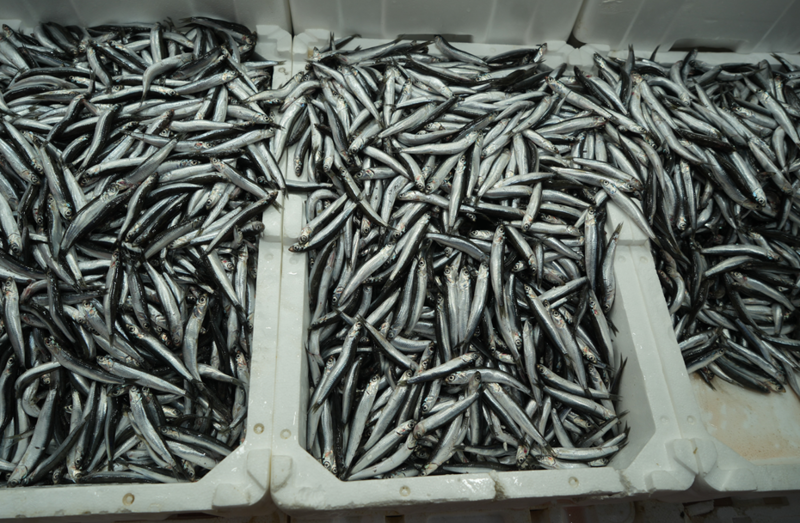 Türkiye, İhracat Sektöründe Avrupa'ya Açılış Yolu Kazanıyor