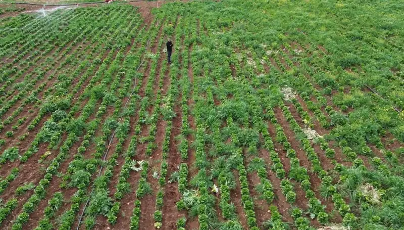 Kuraklık, Marul Hasadını Korkunç Şekilde Etkiledi: Çiftçiler Ne Yapacak?
