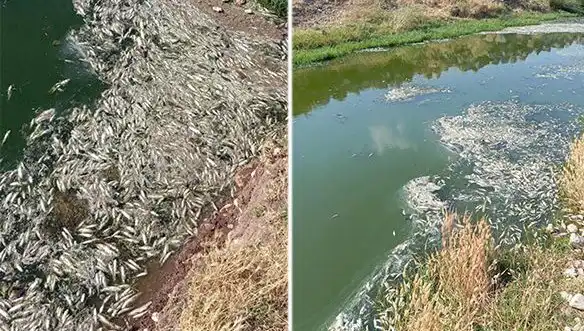 Karasu Çayı'ndaki Balık Ölümleri: Sebepler ve Etkileri Üzerine Derin İnceleme