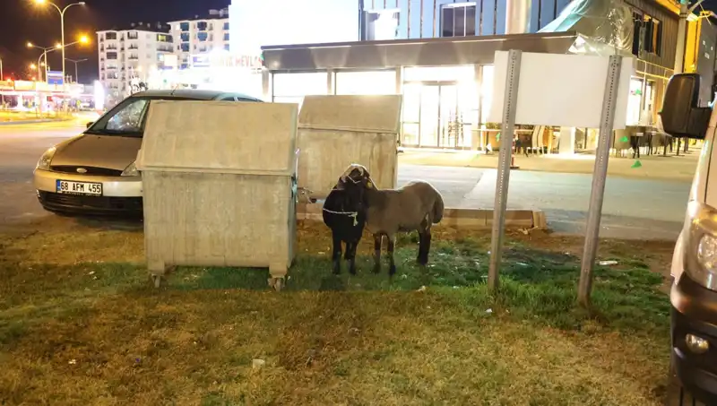 Mor Karaman Koyunları: Yola Düşen Hayvanların Dramı ve Geleceği