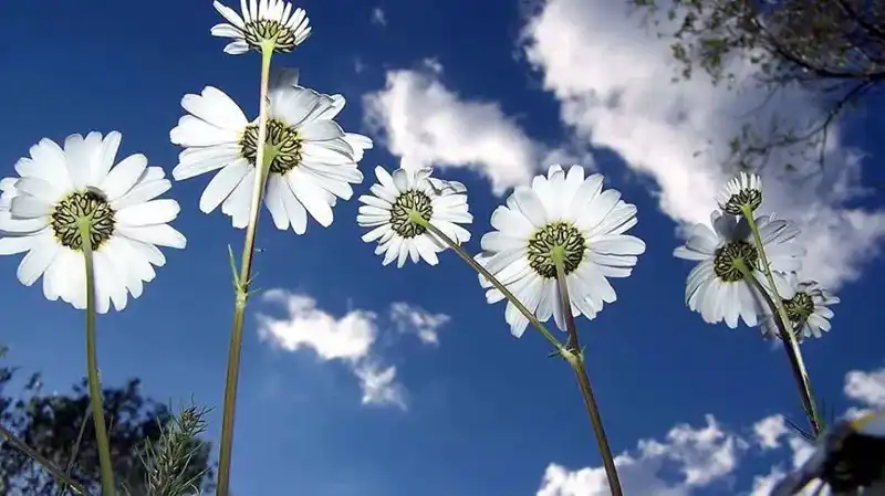 2026 Cemre Düşme Tarihleri: Doğa Yenilenirken Neleri Bilmeliyiz?