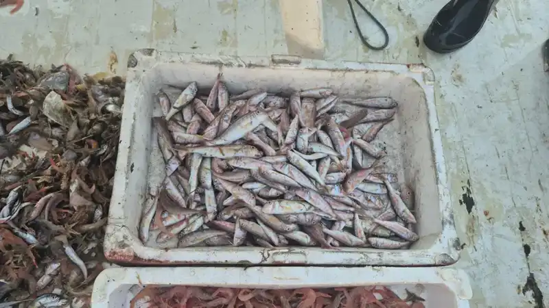 Taze Deniz Ürünleri: Balıkçıların Limana Dönüşü ile Tüketiciyle Buluşuyor