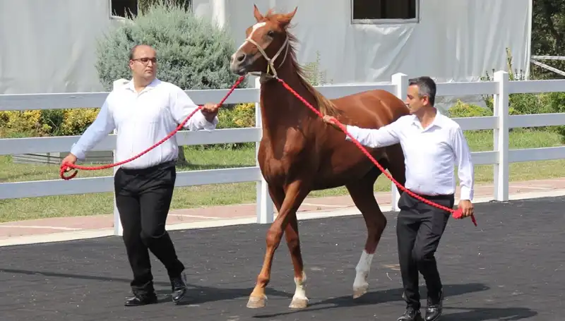 Rekor Kıran "Taşkın Kral": Doğanın Gücüyle Yüzleşen Bir Kahraman