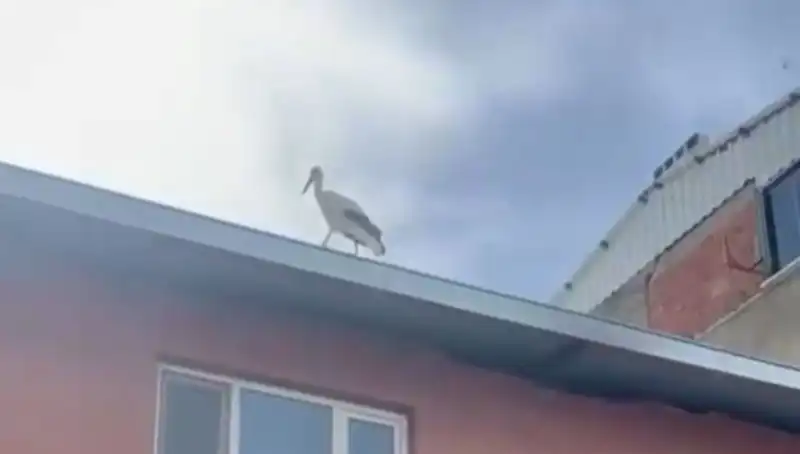 Leylek Bilal, Geleneksel Ziyaretiyle Yılda Bir Kez Daha Geldi