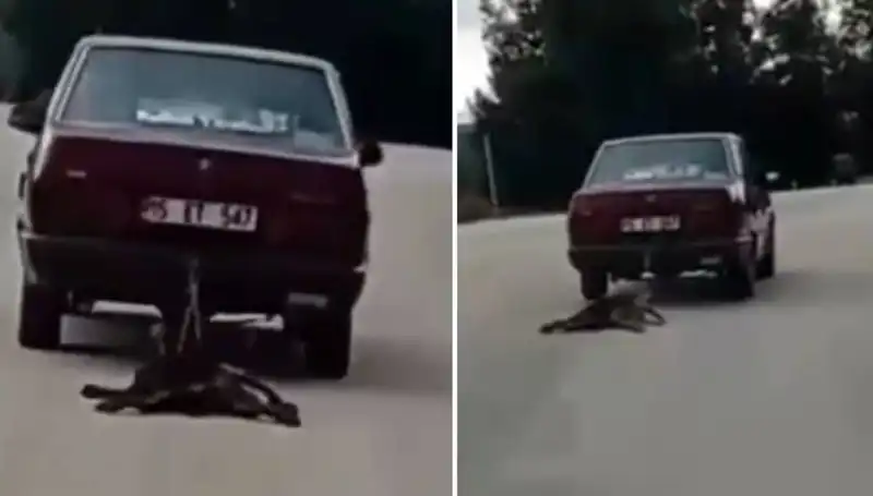 Otomobilin Arkasına Bağlı Köpeği Sürüklemek: Hayvan Hakları ve Sorumluluklar