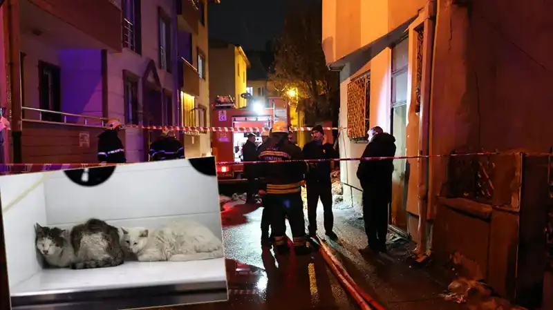 Evde Yangın Çıktı: 26 Kedi Hayatını Kaybetti, Kasvetli Olayın Detayları
