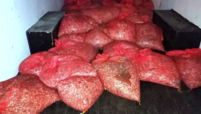 Samsun'da 1,5 Ton Kaçak Midye Operasyonu: Zararlı Sağlık Tehlikesi!