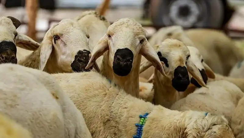 Kurban Bayramı Ne Zaman? 2023 Bayram Tatili Süresi Merak Ediliyor