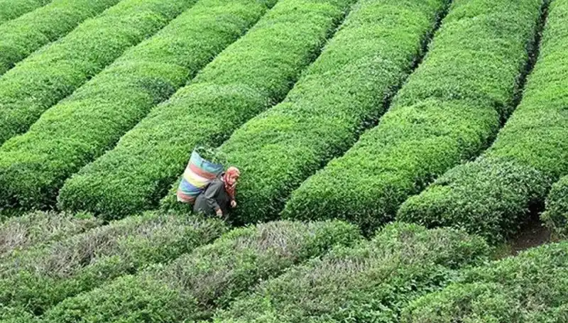ÇAYKUR, Bayramda da Yaş Çay Alımında Kesintiye Gitmiyor!