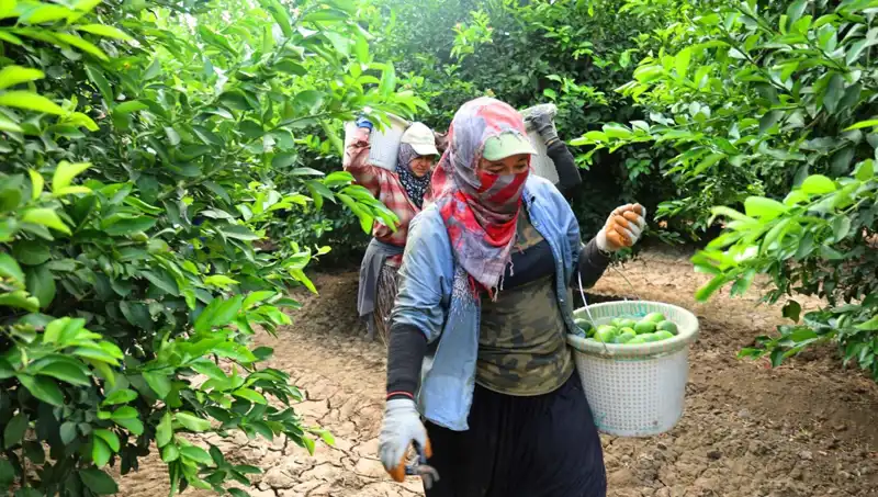 Markette Kilo Fiyatları Patladı: Hiç Beklenmedik Bir Hasat Yaşanıyor!