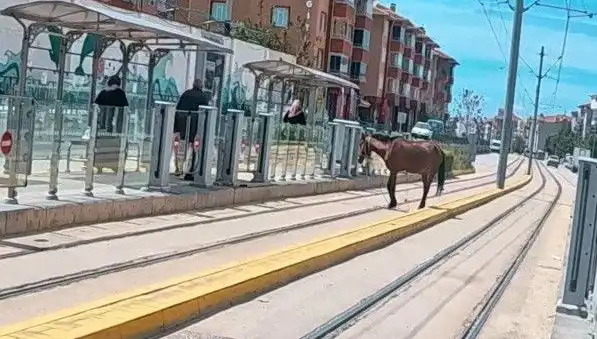 Eskişehir'de Tramvay Raylarında Başına Buyruk Bir At Negatif Şok Yarattı