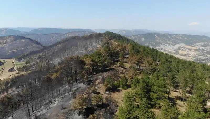 Bolu'da 5 Milyon Fidan Projesi: Doğayı Koruma Adımında Tarihi Bir Gelişme