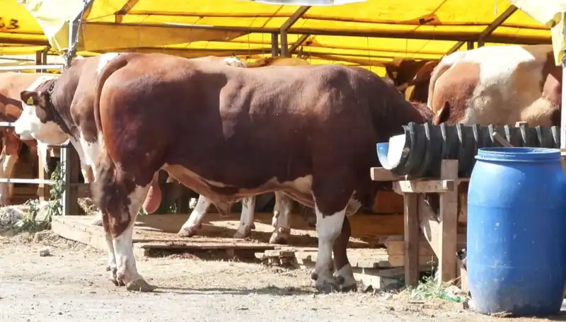 Kurban Pazarları 2023: Sezonun Gözde Tercihleri ve Alım Satım Trendleri