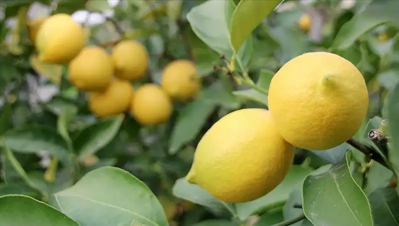 Limon Fiyatları Tavan Yaptı: Adedi 24 Liraya Ulaştı!