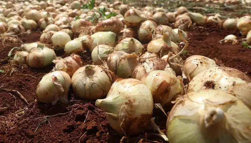 Hatay’da Soğan Hasadı: Rekolte Çiftçiyi Güldürdü, Kilosu 15-20 TL