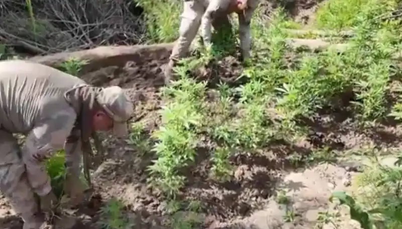 Diyarbakır'da Tarihi Miktarda Kenevir ve Skunk Ele Geçirildi!