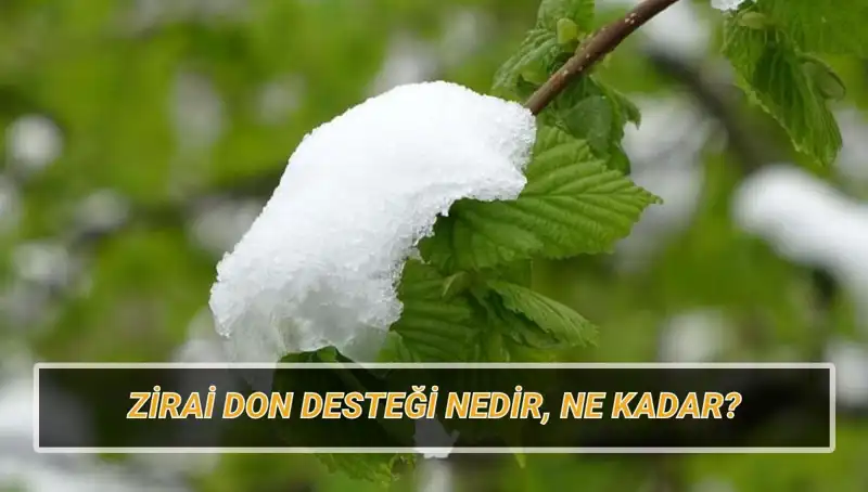 Zirai Don Destekleri: Kimlere Verilecek ve Tutarları Nedir?
