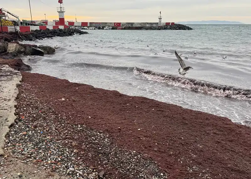 Tekirdağ'da Sahillerin Kıpkırmızı Olmasının Arkasındaki Gizem Nedir?