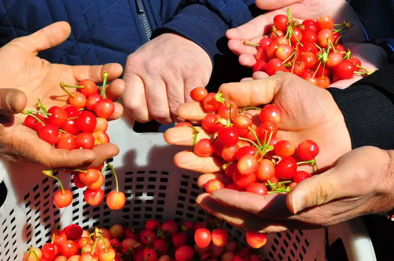 İlk Hasat: Kilosu 3 Bin 500’den Alıcı Buldu, Tarımda Yeni Bir Dönem Mi?