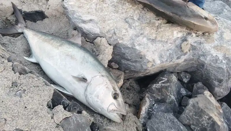 65 Kilo Balığı Oltayla Yakaladı, 18 Bin TL'ye Sattı: İşte Olayın Ayrıntıları