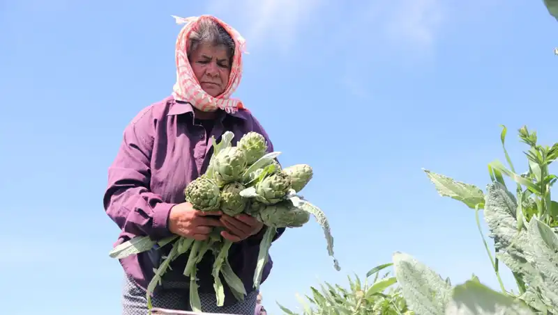 Tarladan Sofralara: Avokado Fiyatları Neden Yükseliyor?