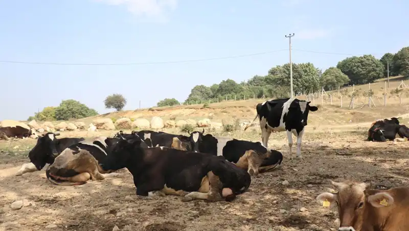 Şap Hastalığı Nedeniyle 22 Köyde Giriş Çıkış Kısıtlamaları Uygulandı