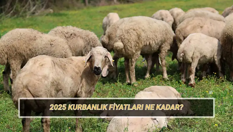 2025 Kurbanlık Fiyatları: Büyükbaş ve Küçükbaş Kurban Fiyatlarında Son Durum!