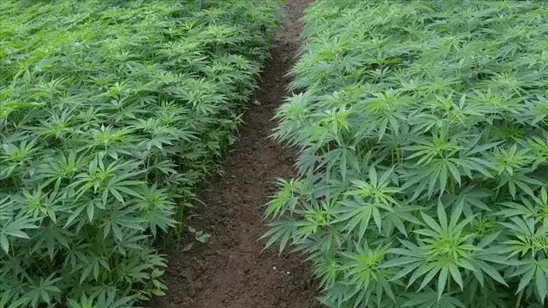 Kenevir Yetiştiriciliğinde Yeni Dönem: 21 İlde Üretime Onay Verildi