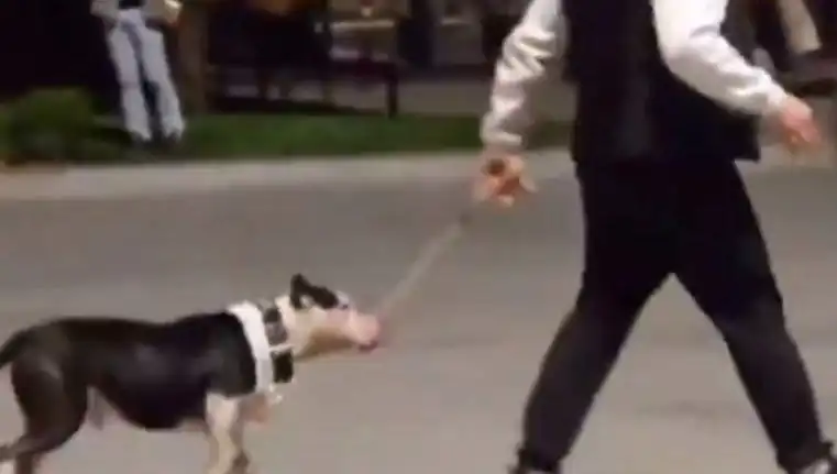 Ağızlıksız Pitbull'un Saldırısı: Sahiplerine Uygulanan Para Cezası Nedenleri