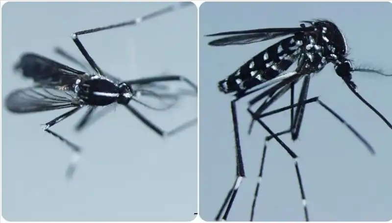 Chikungunya Virüsü: Tehlikeleri ve Dünyada Görüldüğü Ülkeler