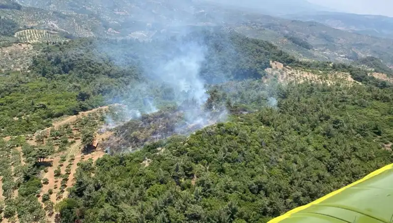 Aydın'ın Gözde Ormanlarında Yangın Alarmı: Doğa ve Hayvanlar Tehlikede