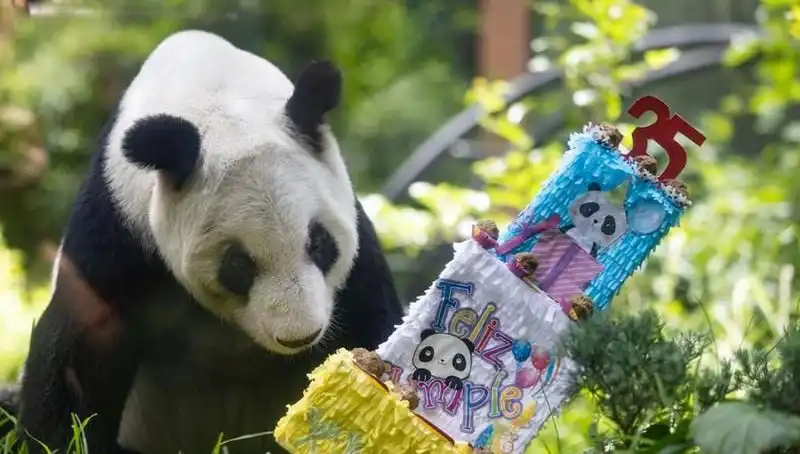 35. Yaşında Dev Panda Xin Xin: Doğum Günü Kutlaması ve Unutulmaz Anlar