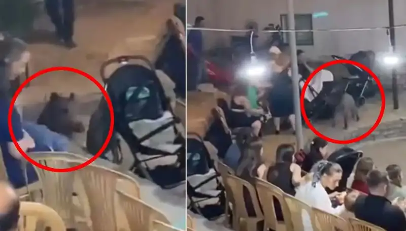 Yaban Domuzunun Düğüne Saldırısı: Panik Anları ve Sonrası
