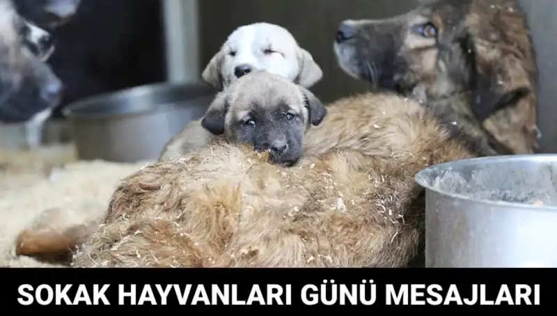 Dünya Sokak Hayvanları Günü: Farkındalık Yaratmaya Yönelik Özel Gün 2023