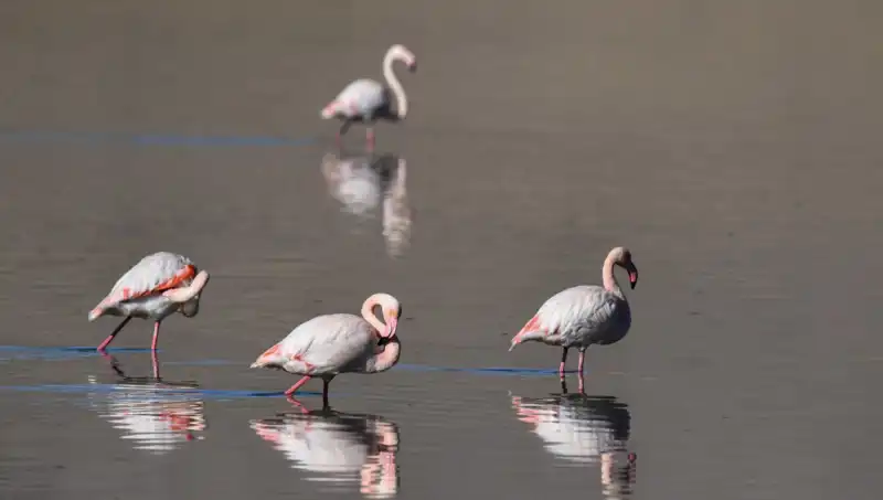 Kuş Cenneti Tehdit Altında: Flamingo Sayısı Düşüyor, Sebepleri Neler?